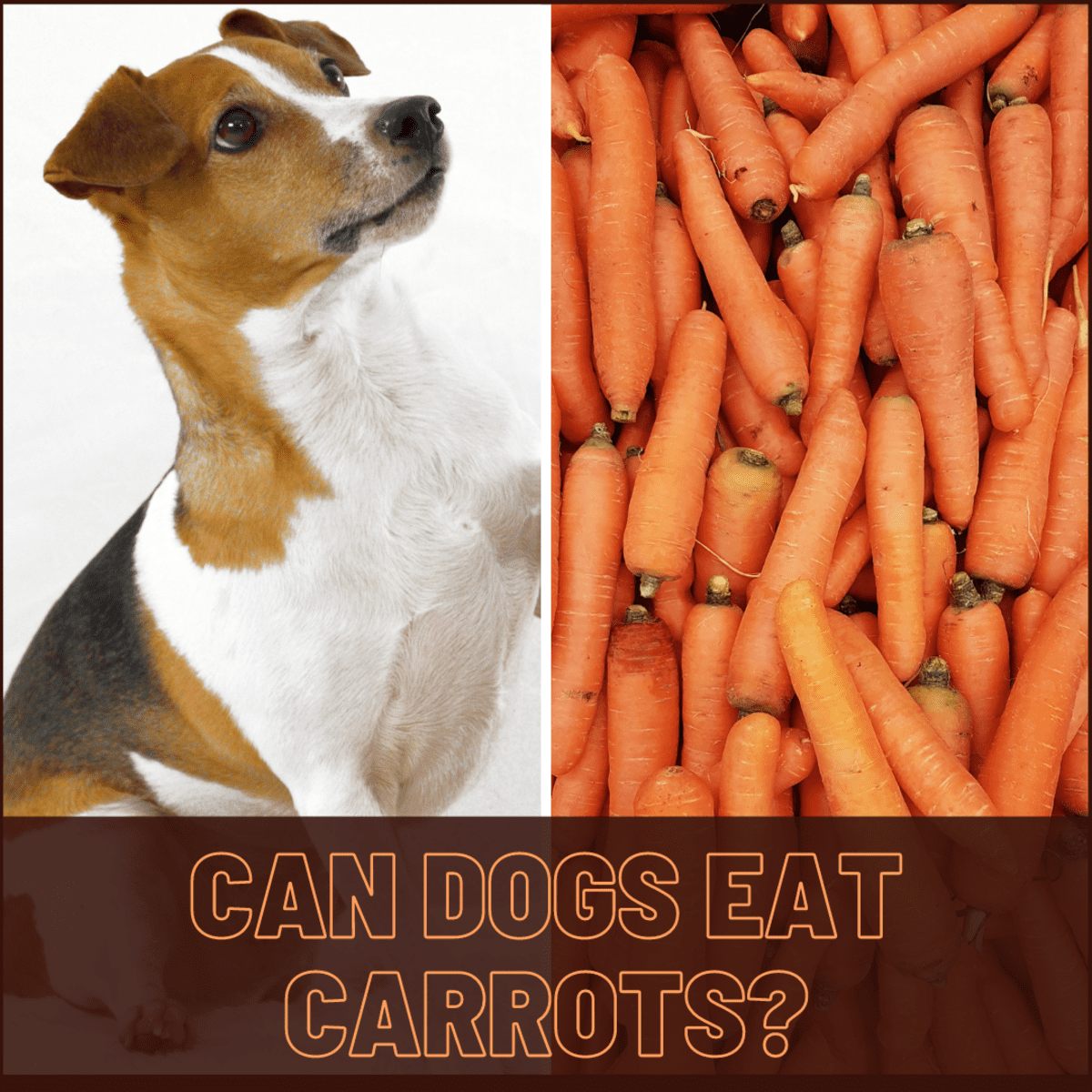 Are Carrots Good for Dogs? - PetHelpful