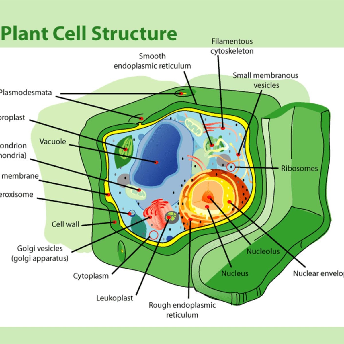 animal cell wall function