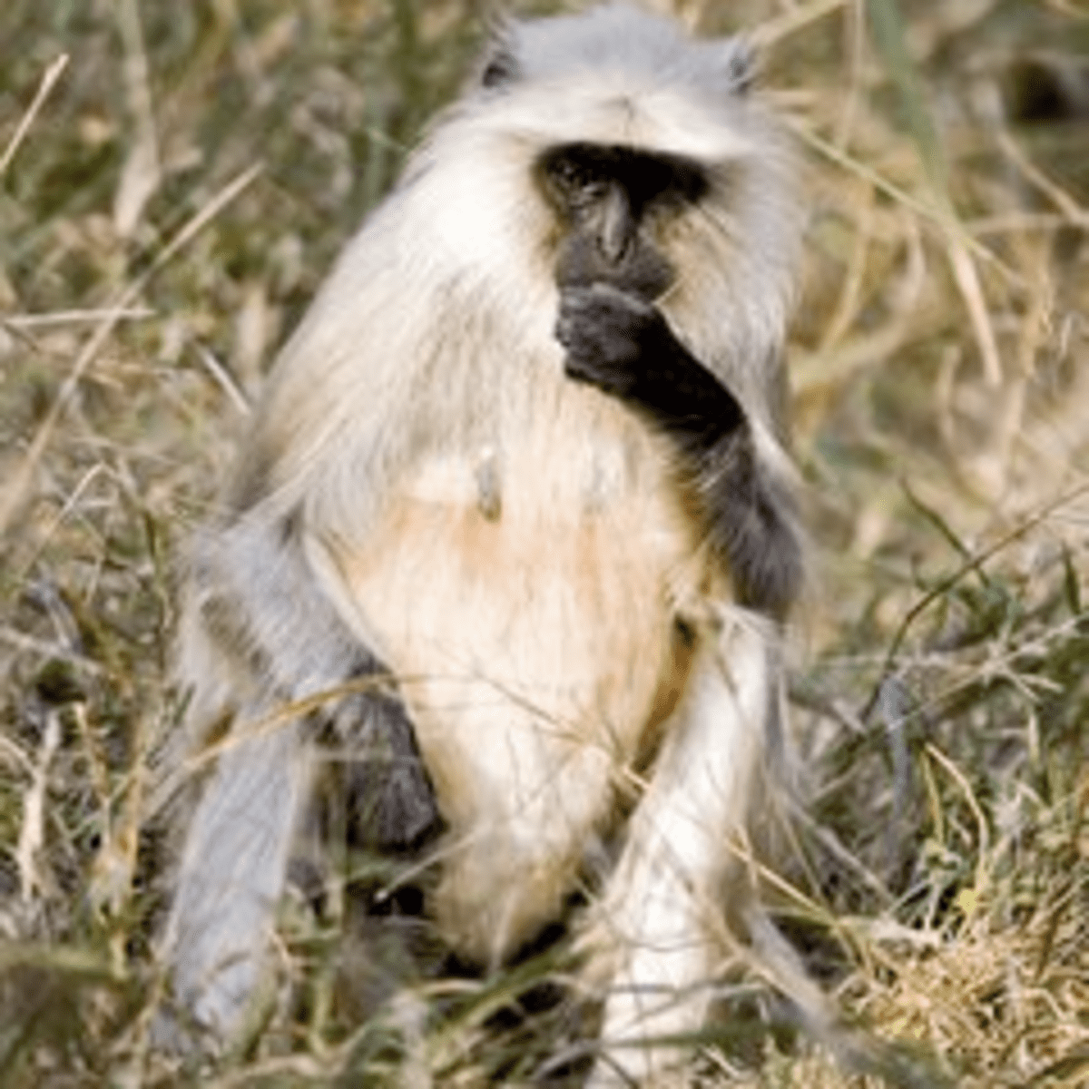 7 Fun Facts on the Gray Langur - India's Most Widespread Monkey - HubPages