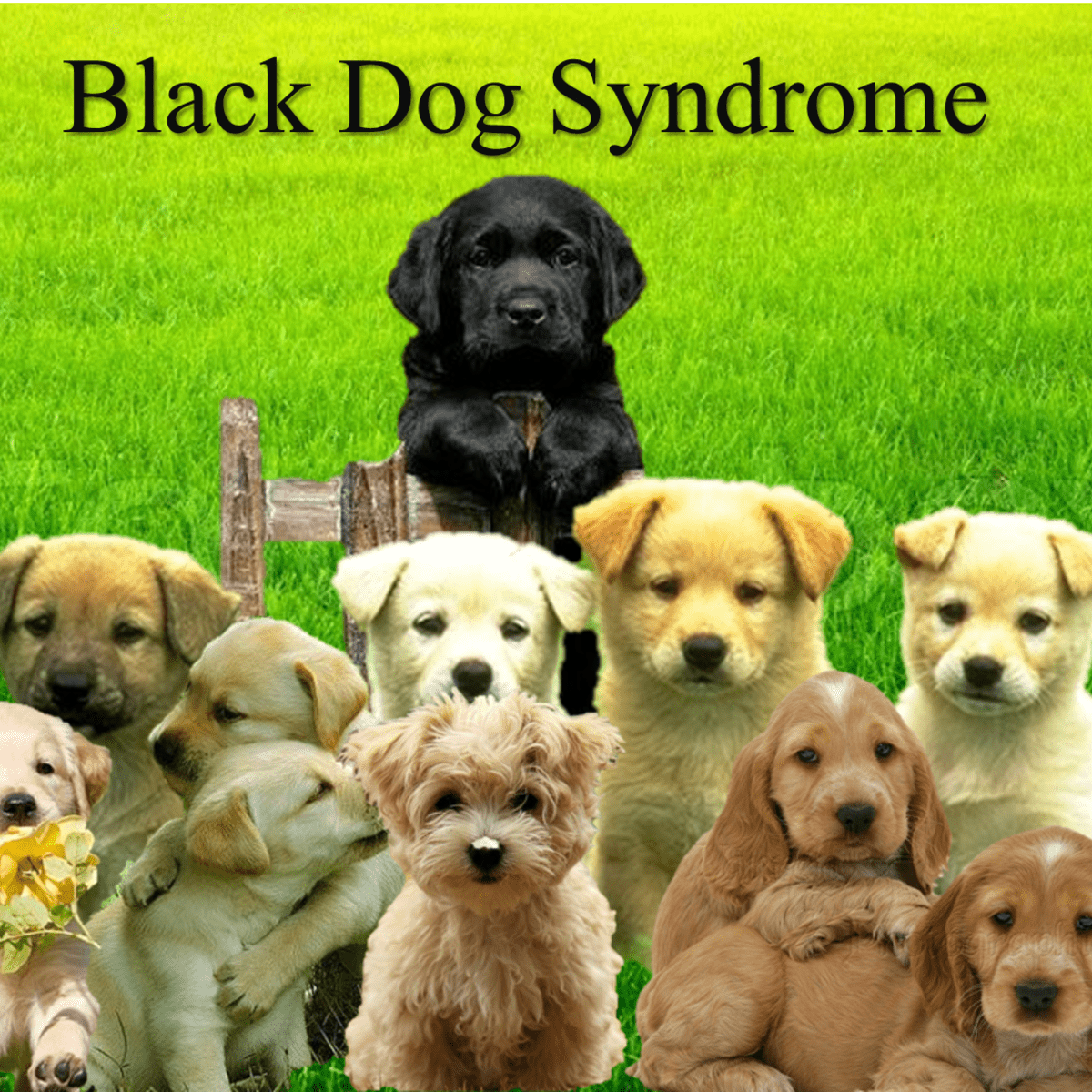 why are people afraid of black dogs