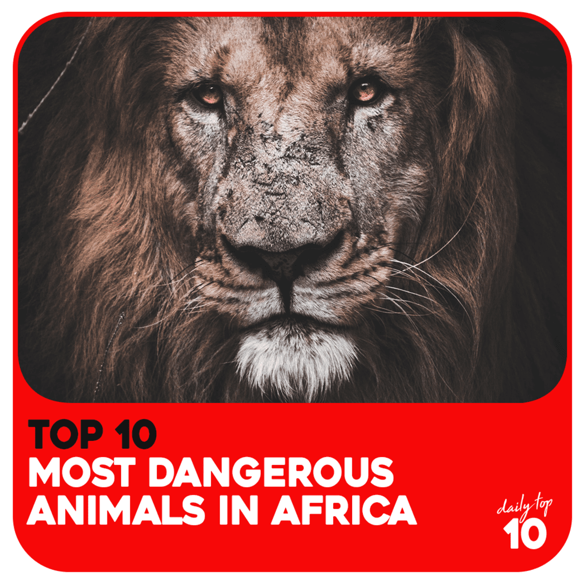 Top 10 Most Dangerous Animals in Africa You Surely Don't Want to Meet in  the Wild (With Pictures) - HubPages