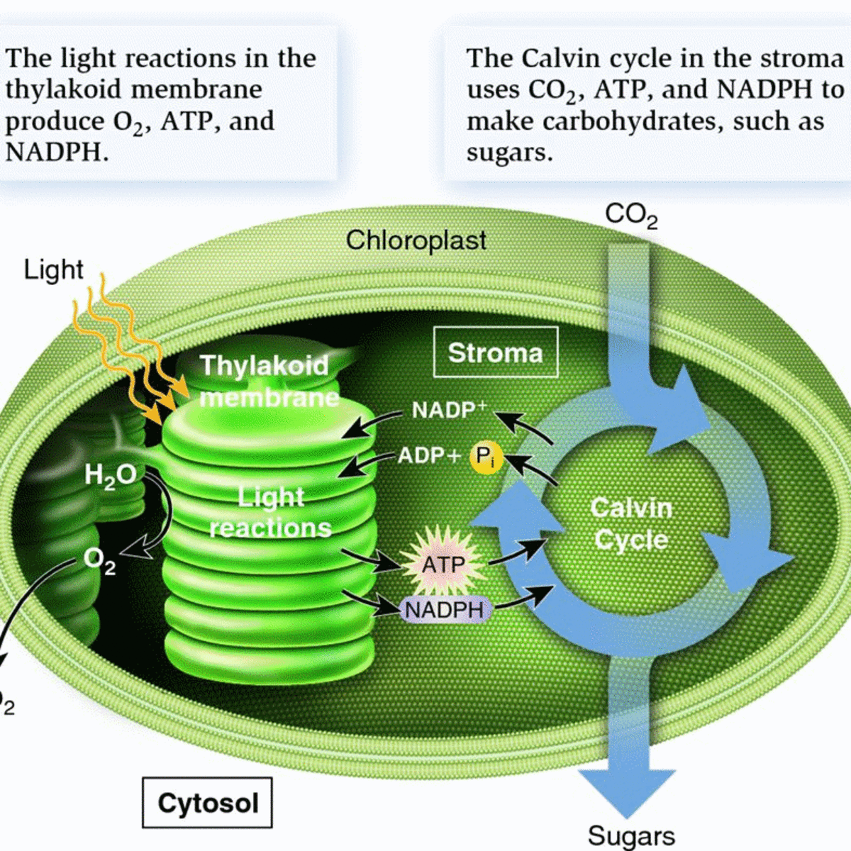 calvin cycle in chloroplast