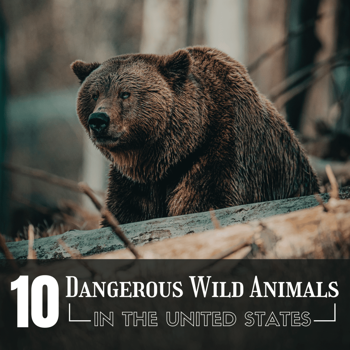 The Top 10 Most Dangerous Wild Animals in the . - Owlcation