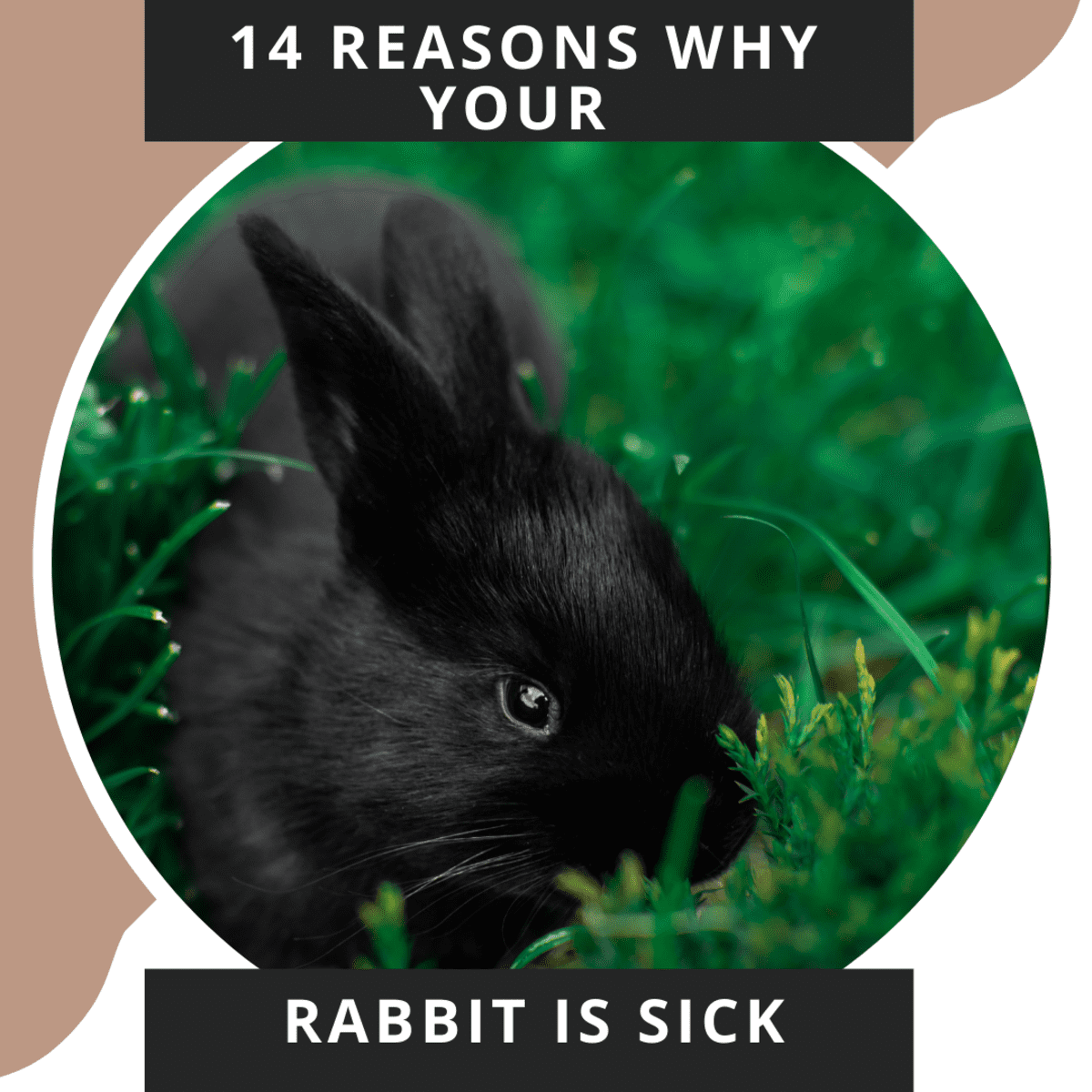 14 Reasons Why Your Bunny Might Be Sick - PetHelpful