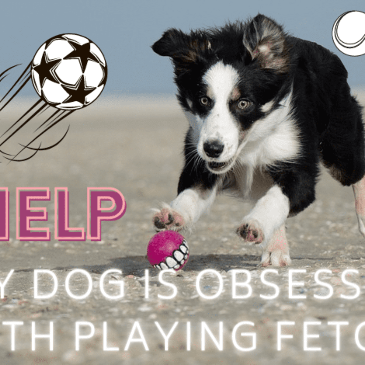 when can a puppy learn to fetch