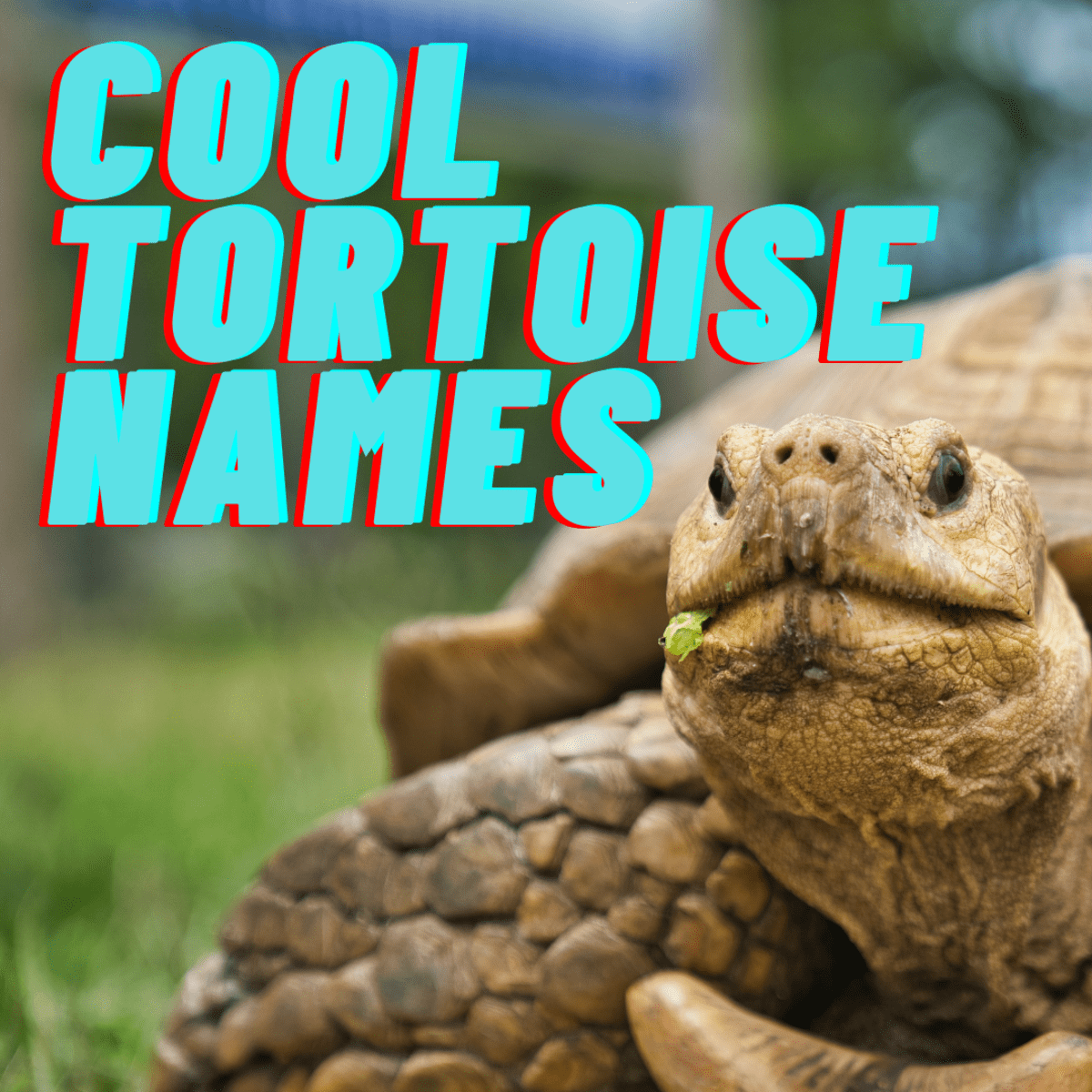 100+ Funny and Cute Tortoise Names - PetHelpful