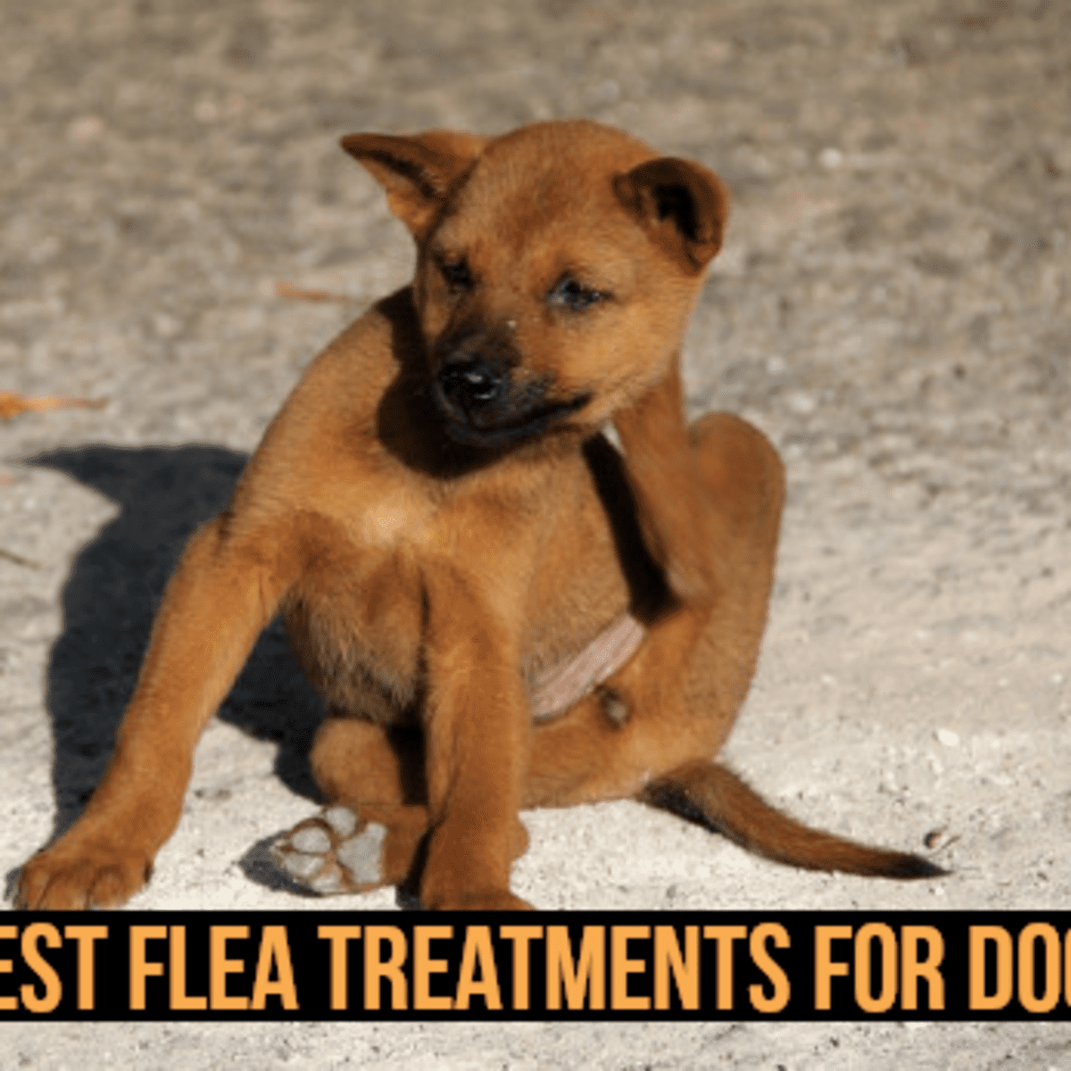 what is the best flea treatment for dogs with flea allergies