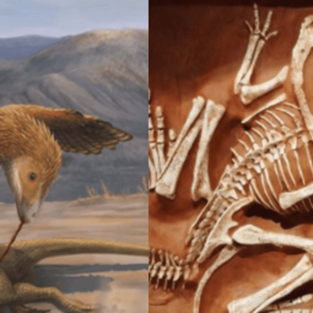 How Did Raptors Use Their Fearsome Toe Claws?, Science