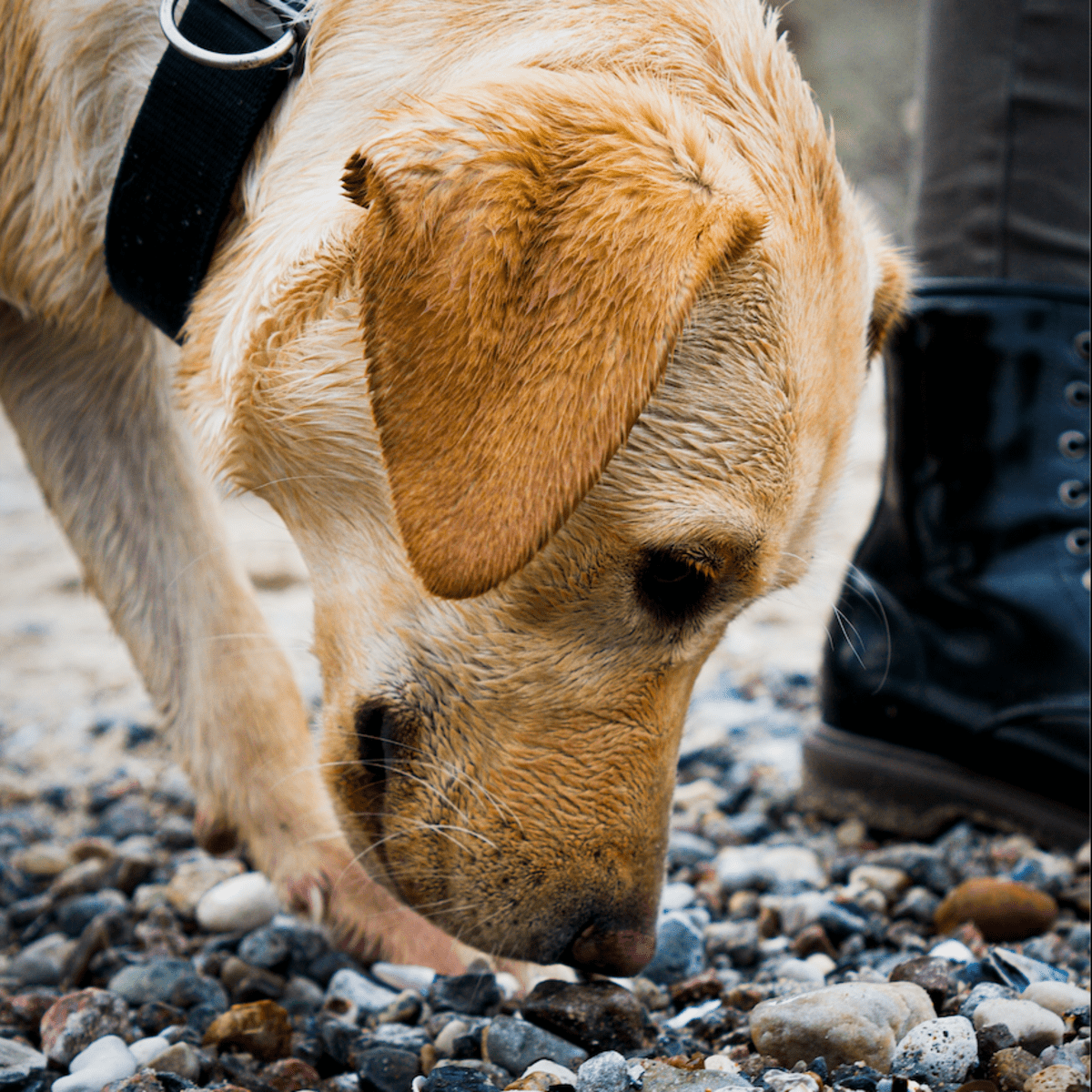 Why Do Dogs Smell Your Vag