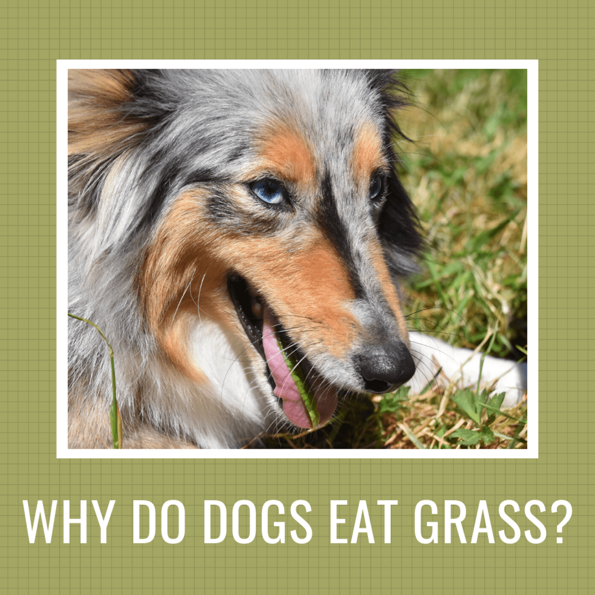 why do dogs eat grass when sick