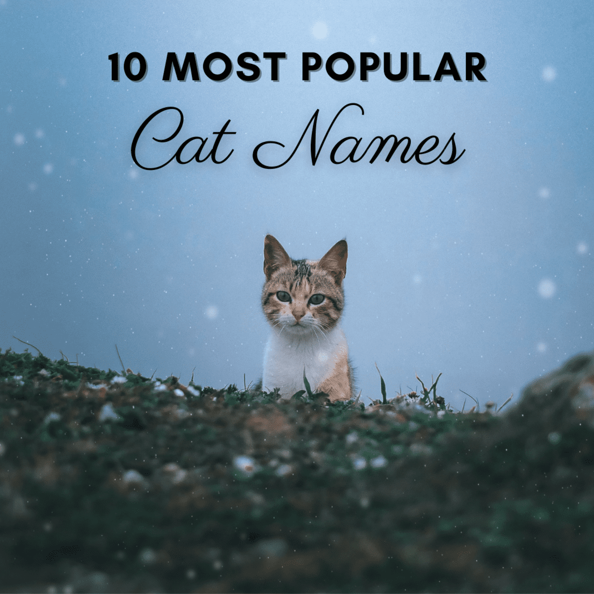 10 Most Popular Unisex Cat Names In America Pethelpful