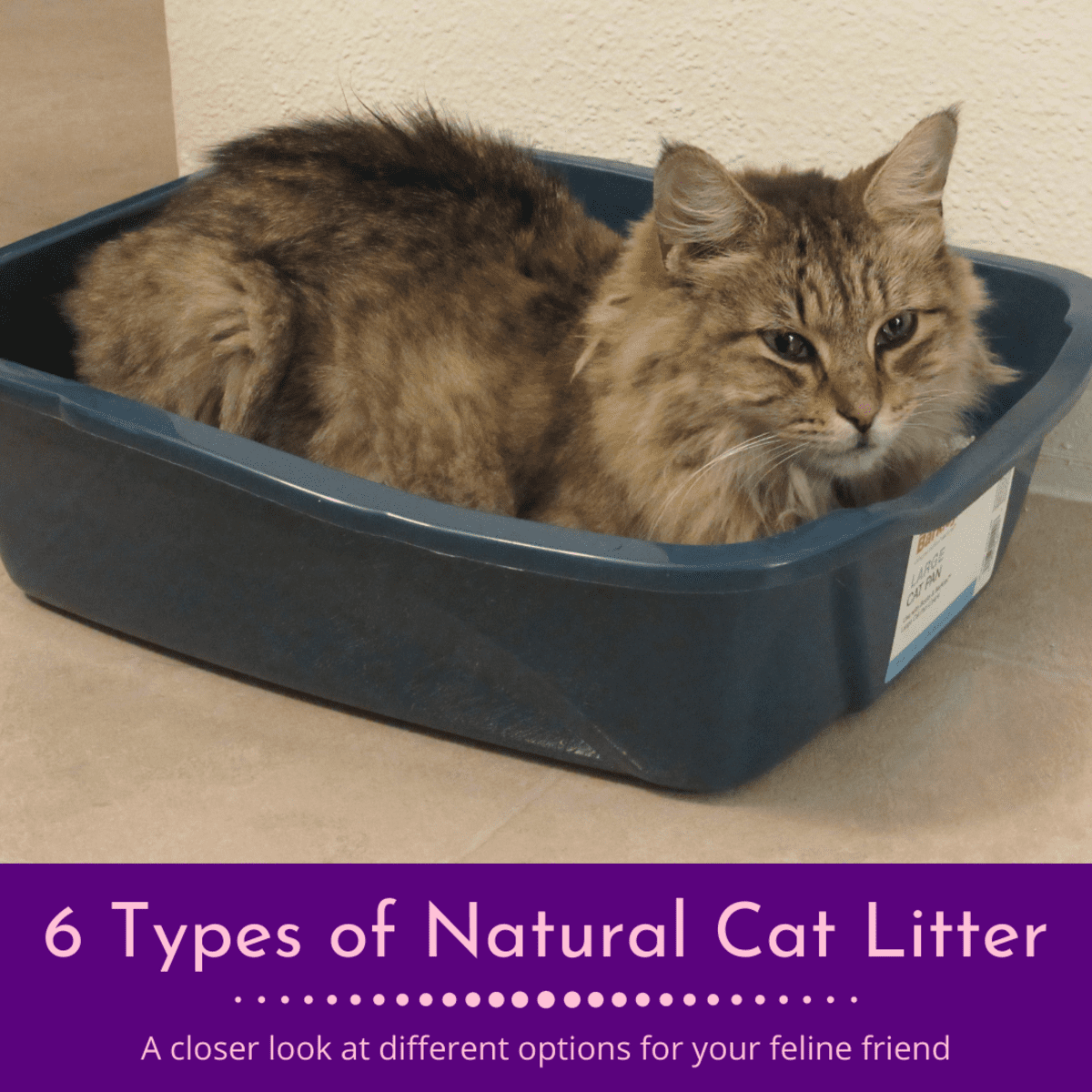cat litter options