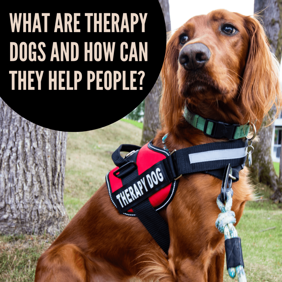 what does a therapy dog do