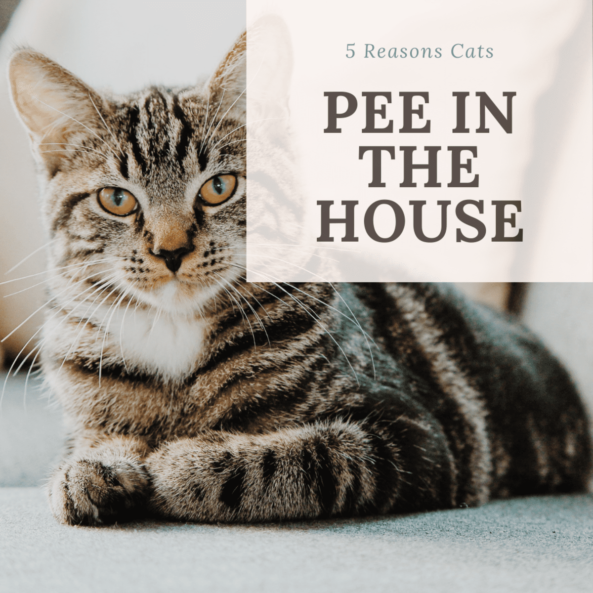 How To Get Your Cat To Pee Why Do Cats Pee in the House? Top Five Reasons - PetHelpful