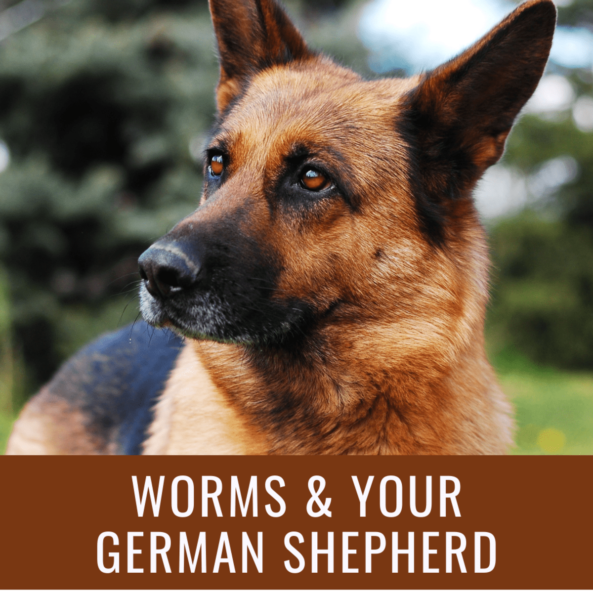 preventing and treating worms in german shepherds