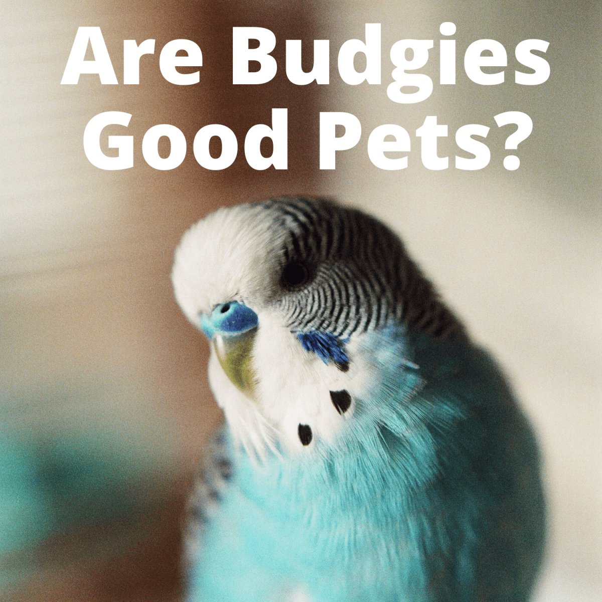 should you get a budgie