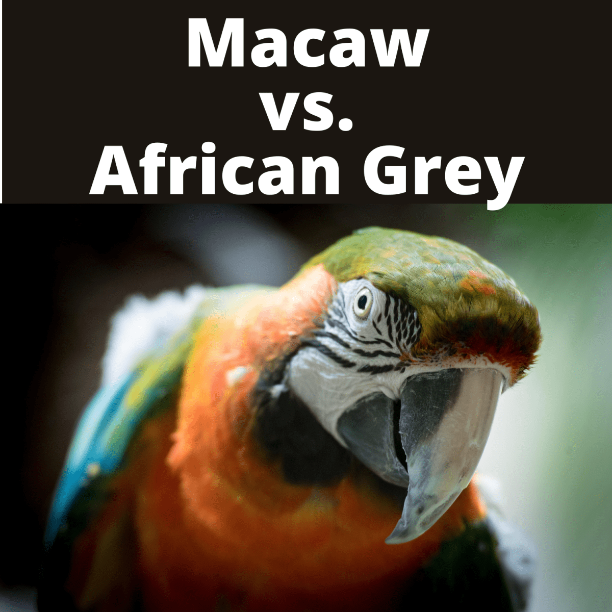 Should I Buy a Macaw or an African Grey? - PetHelpful