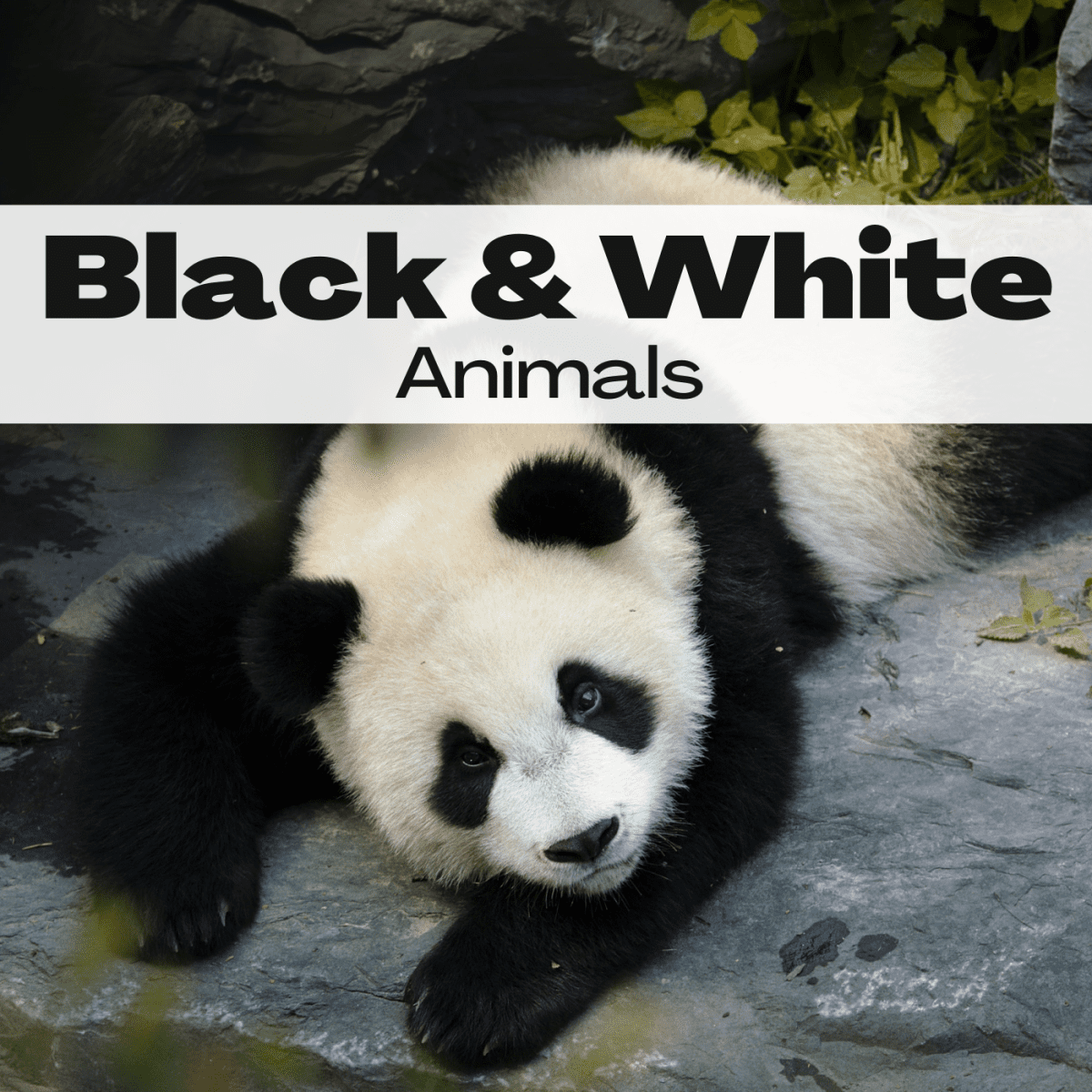 15 Black and White Animals (With Photos) - PetHelpful