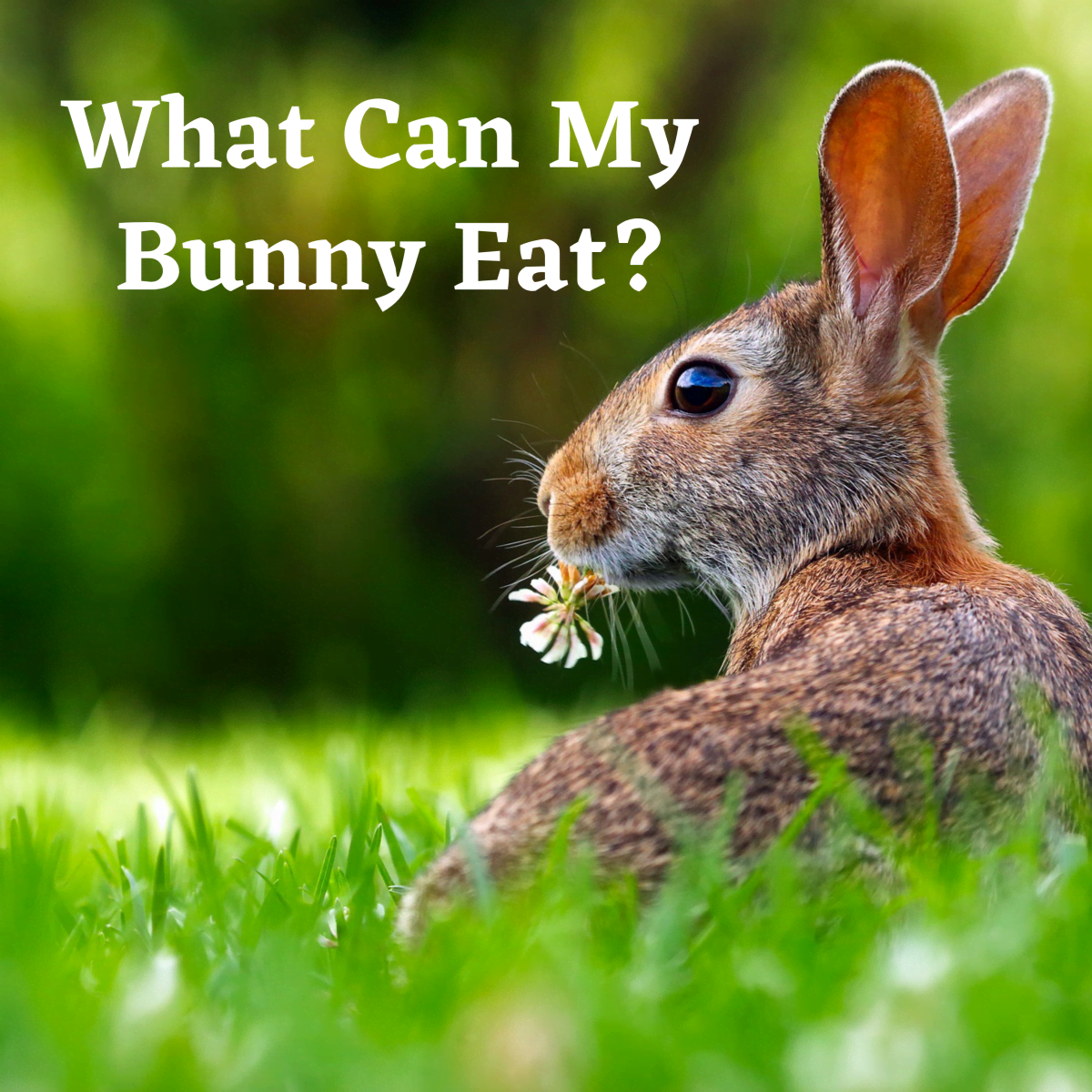 Bad Rabbit Food What Not To Feed Your Bunny Pethelpful