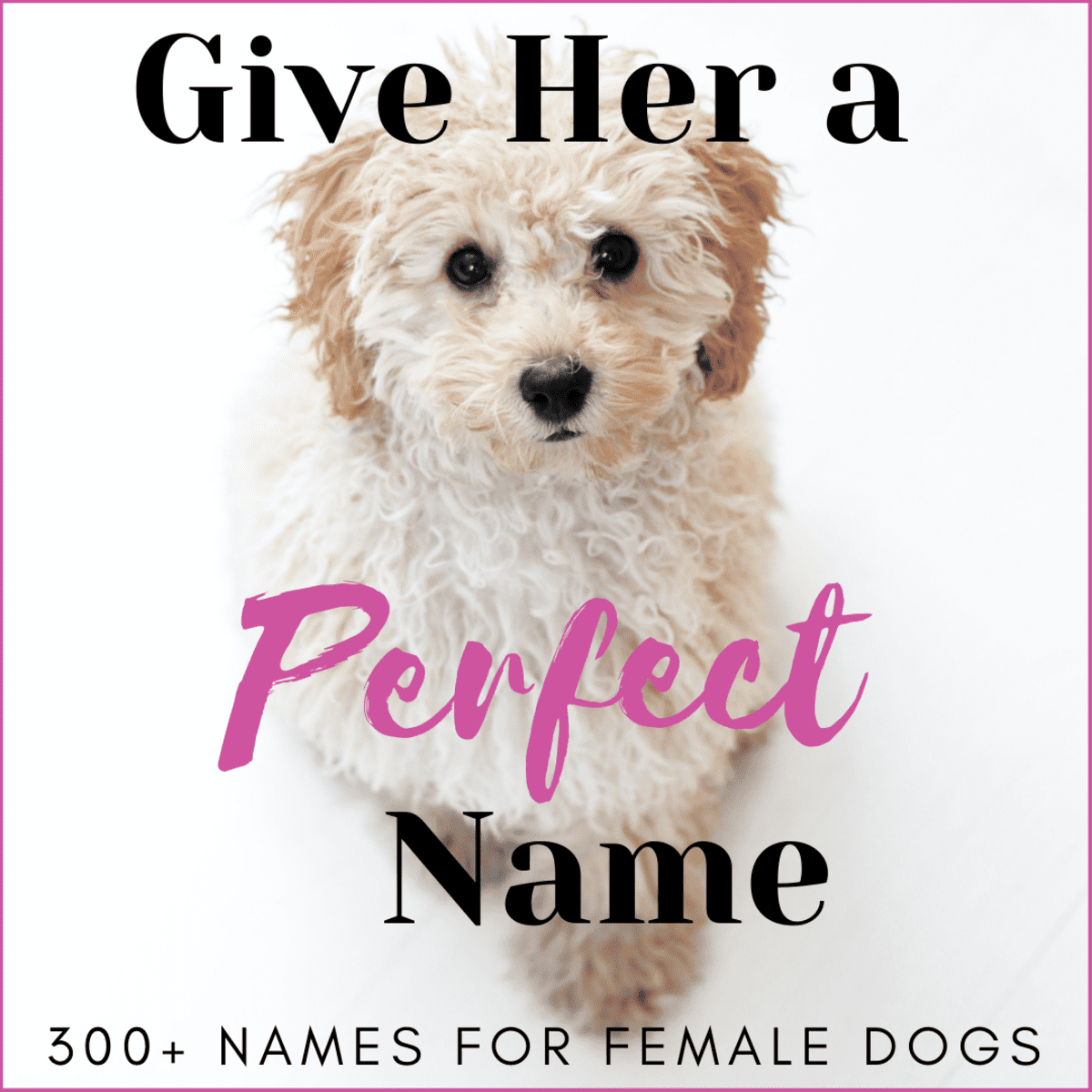 300+ Unique Female Dog Names by Category - PetHelpful