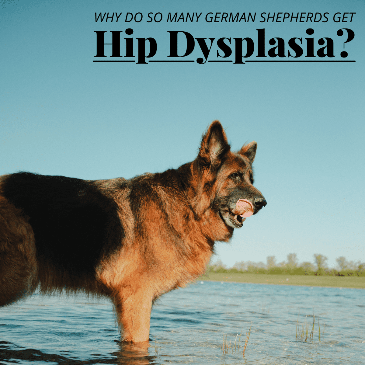 what is a good hip score for german shepherds