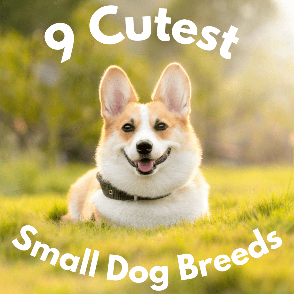 a cute small dog breed