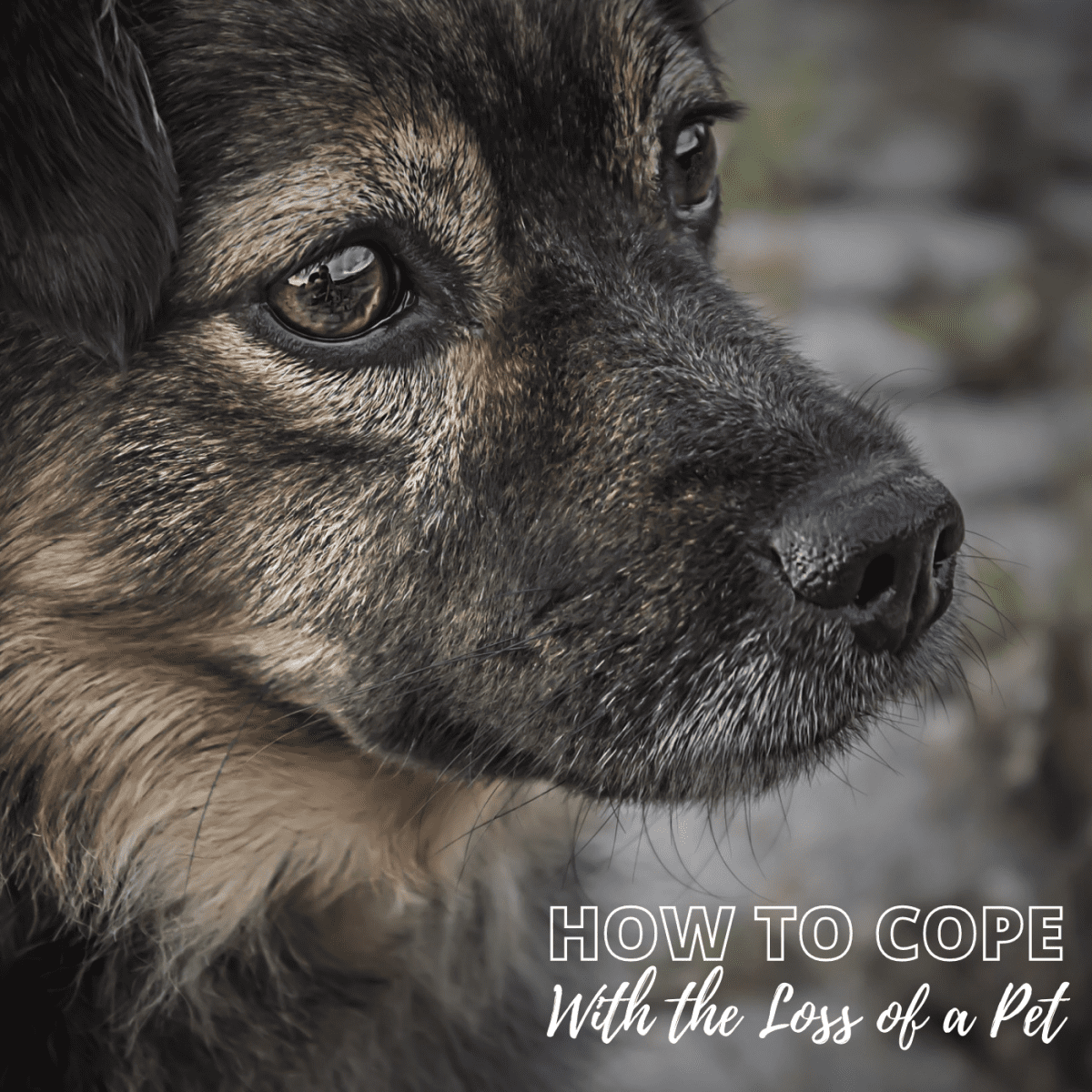 How To Cope With Losing A Pet The Day My Dog Died Pethelpful