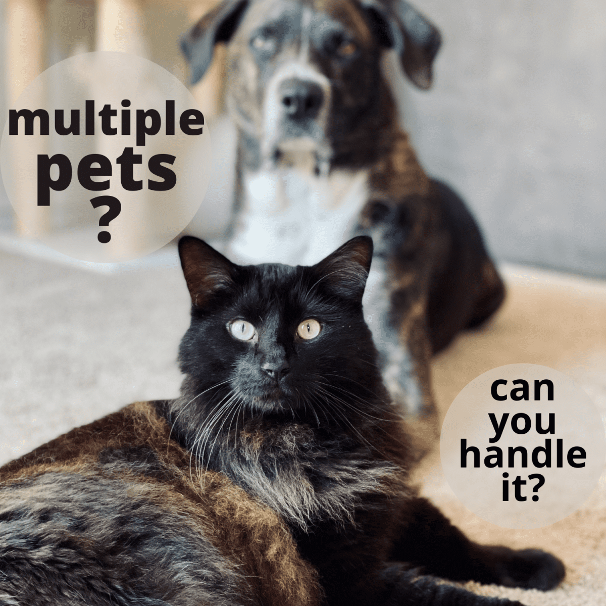 A Guide to Multi-Pet Households: Pros and Cons - PetHelpful