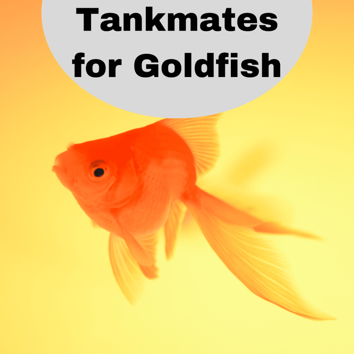 fish live with goldfish