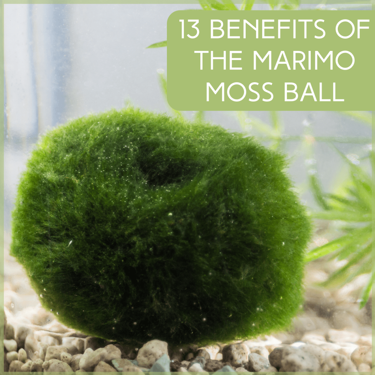 Nano Marimo Ball x 5-Easy Plant for Plastic Aquarium 