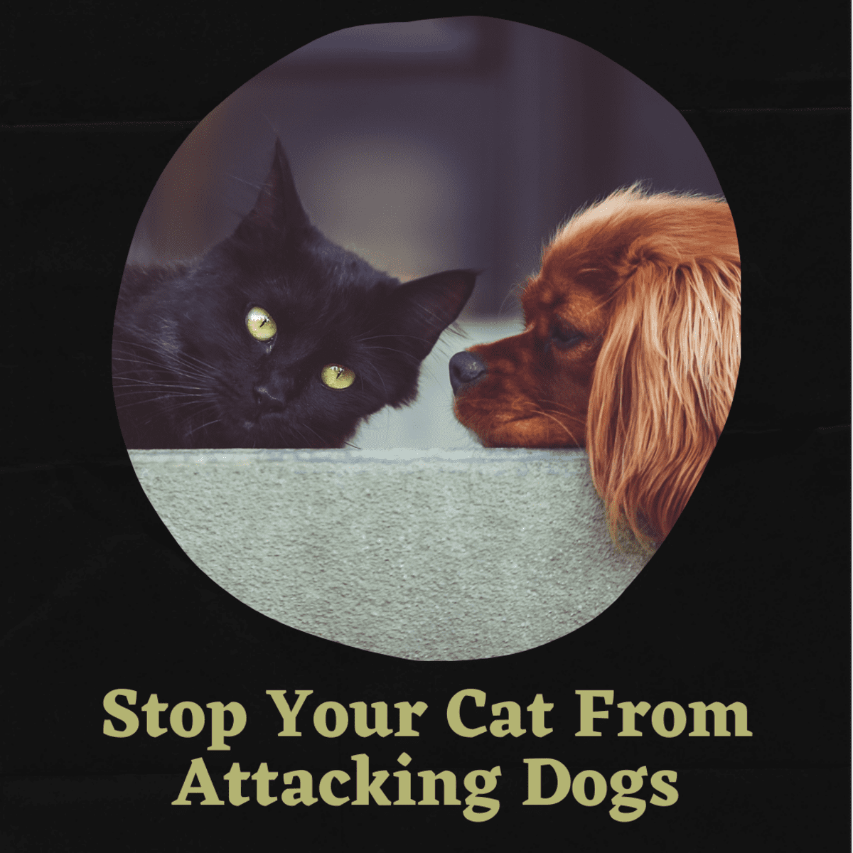 how do i get my cat to stop hitting the dog