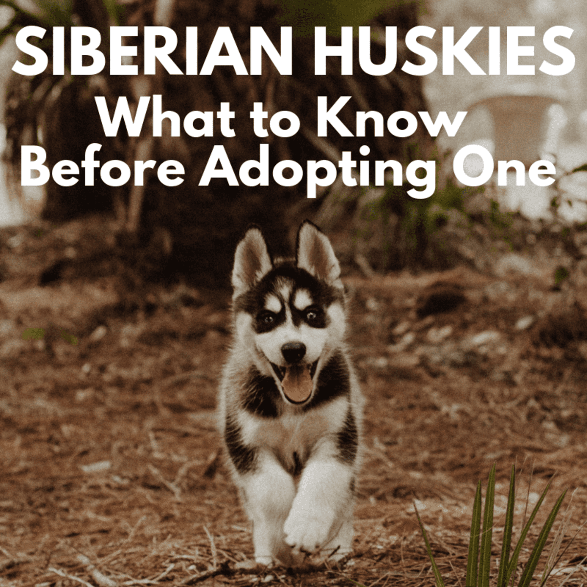 are siberian huskies good with cats