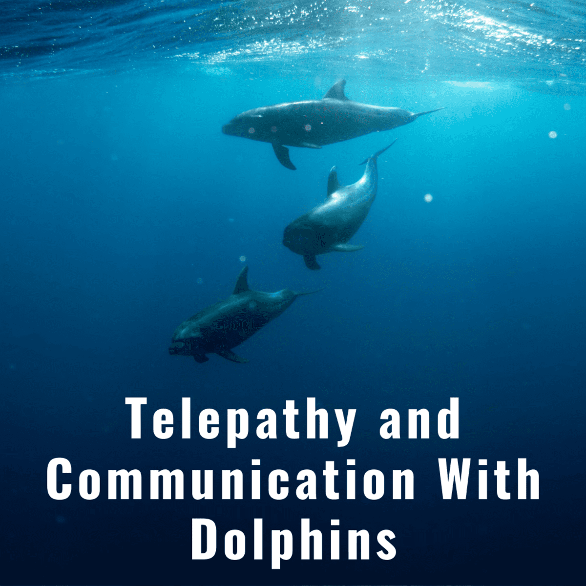 To Talk With Aliens, Learn to Speak With Dolphins