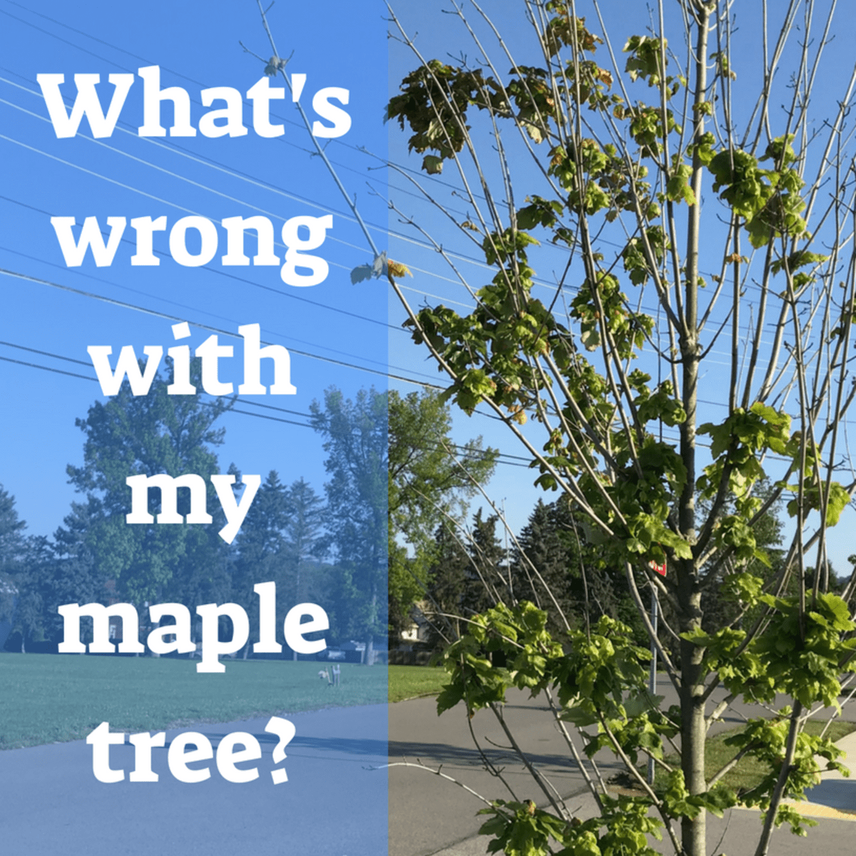 Garden Q & A: Why is my maple tree is dropping its green leaves?