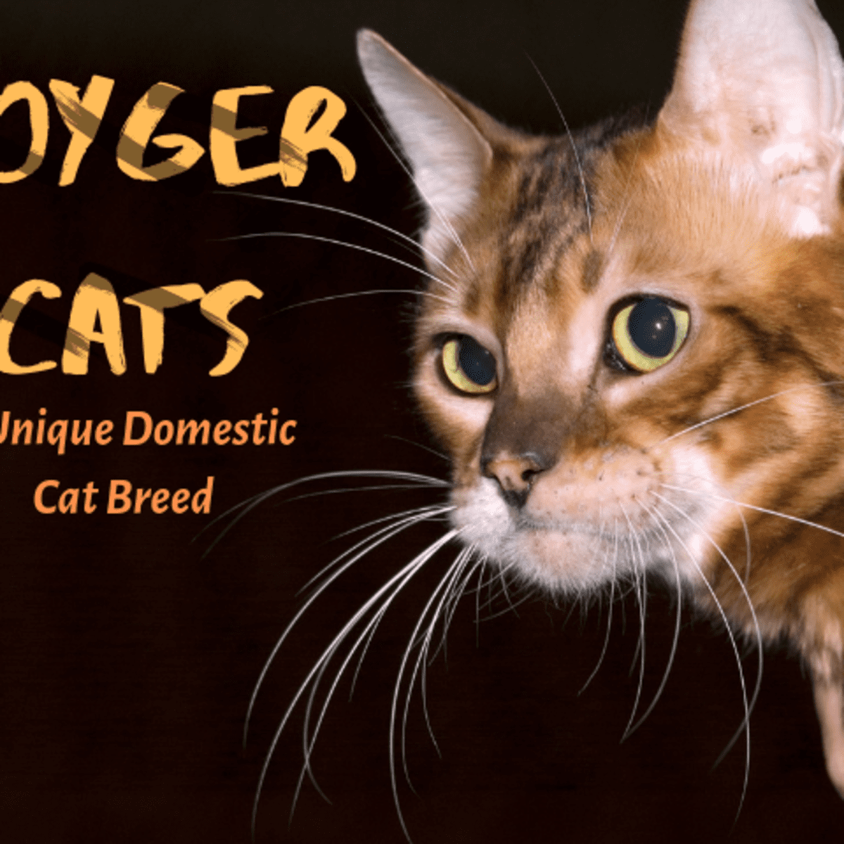 What Are Toygers? Domestic Tiger-Cats as House Pets - PetHelpful