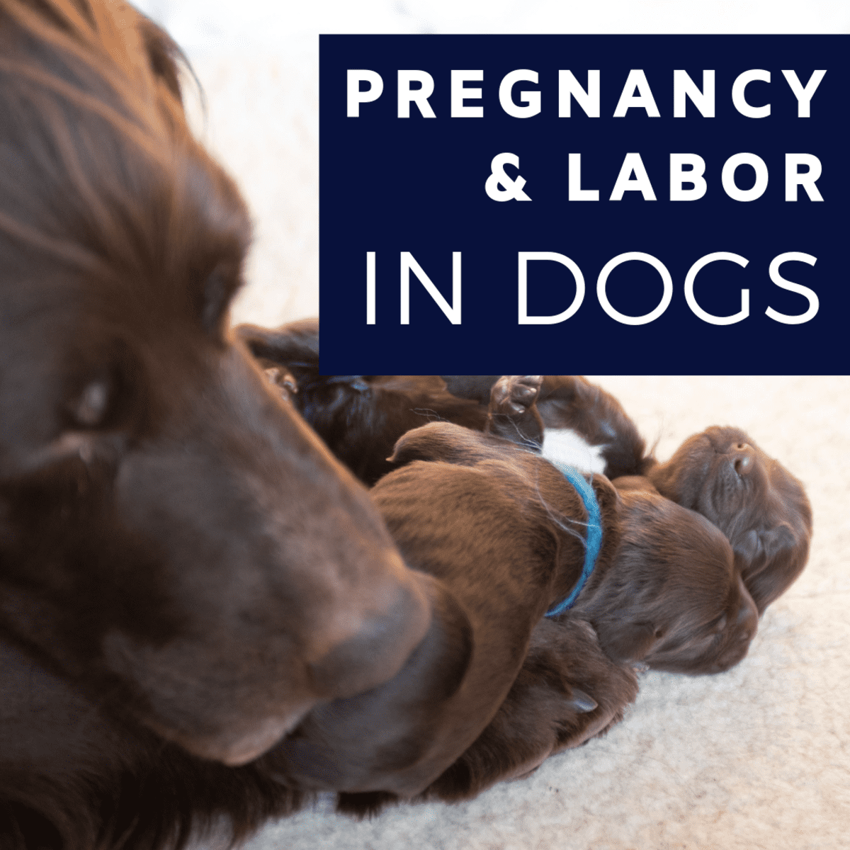 can a dog keep itself from going into labor