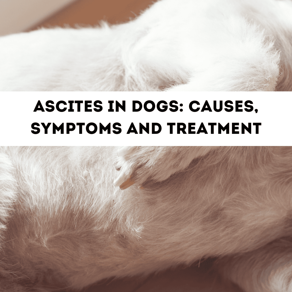 can a dog survive peritonitis