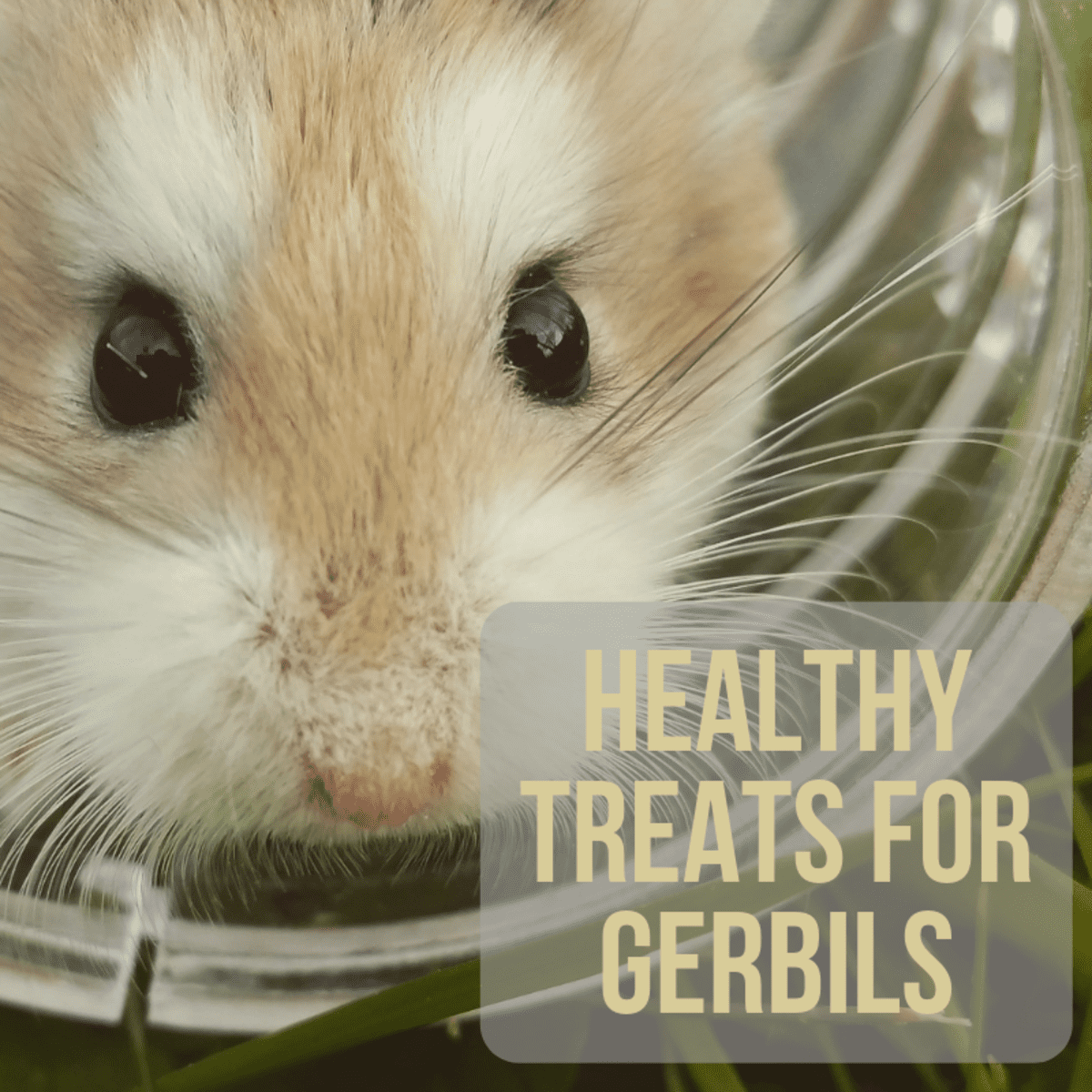 safe foods for gerbils