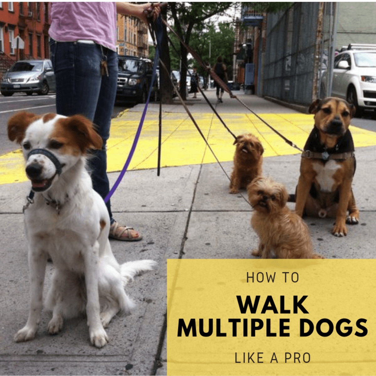 how many dogs can you legally walk