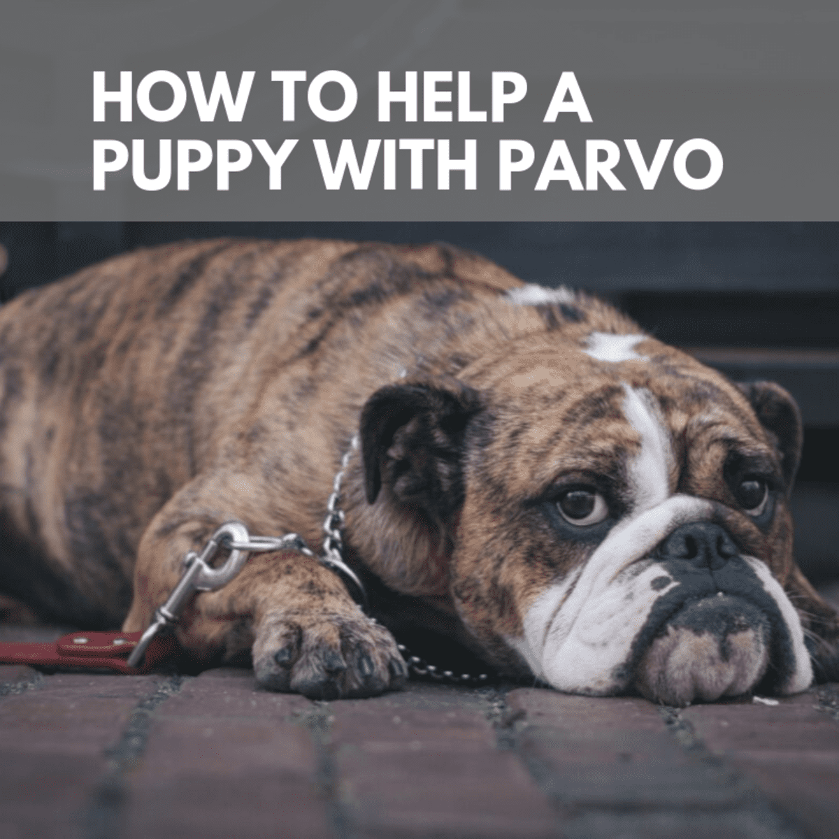 if your puppy has parvo