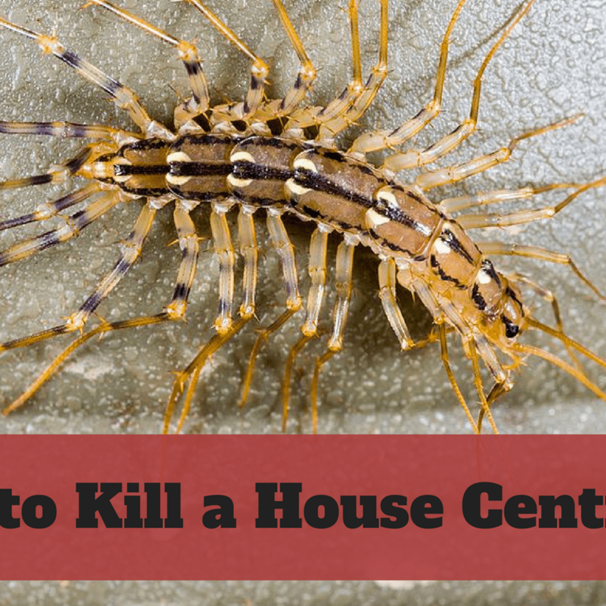 How to Kill House Centipedes - Dengarden