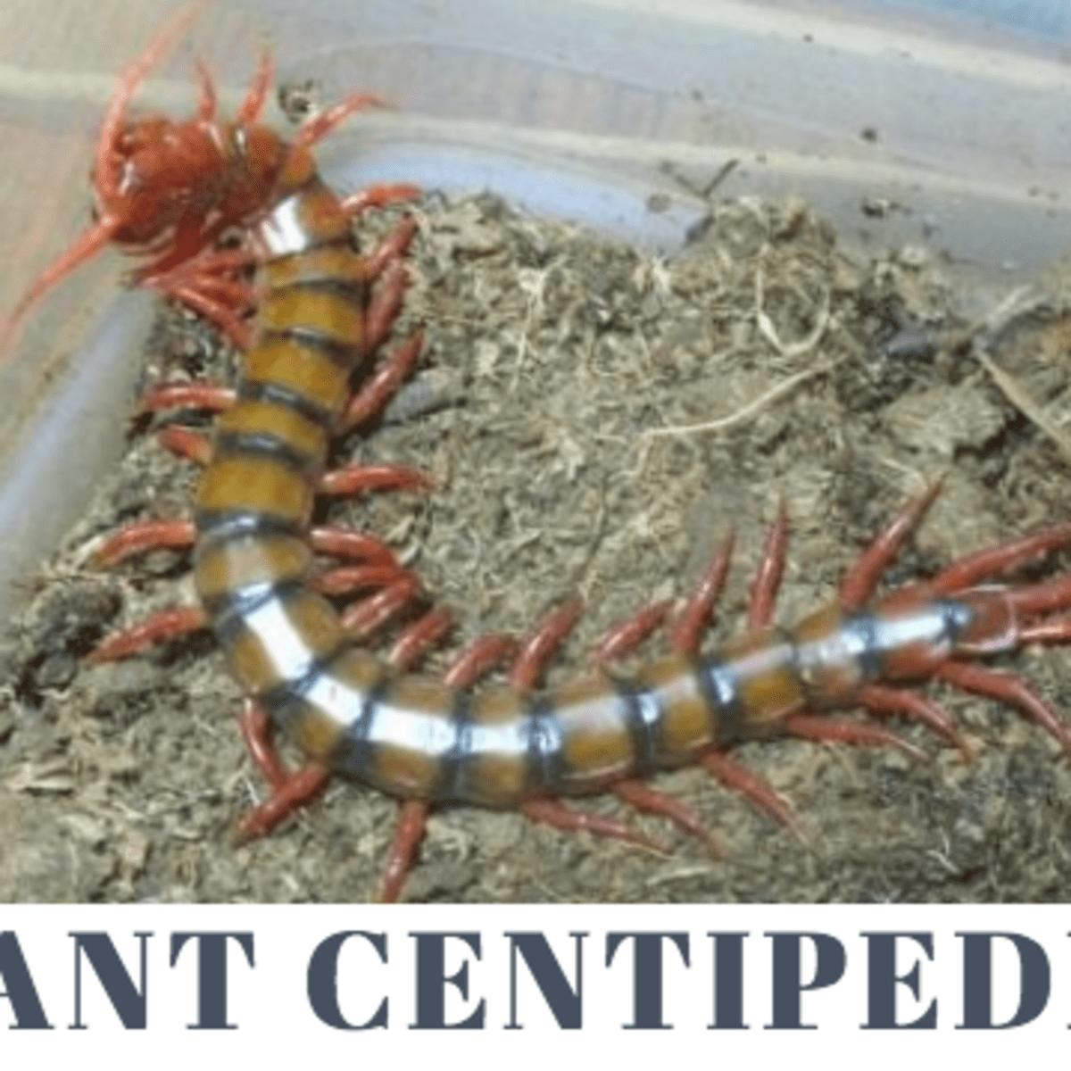 Living in Hawaii: How to Survive the Big Centipedes - Dengarden