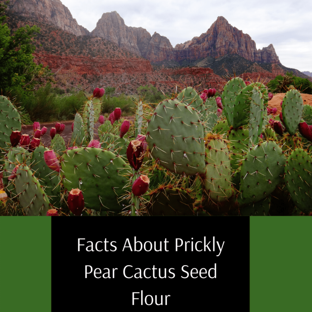 Foraging Cactus Paddles- Nopales/Nopalitos- and Prickly Pears- Tunas