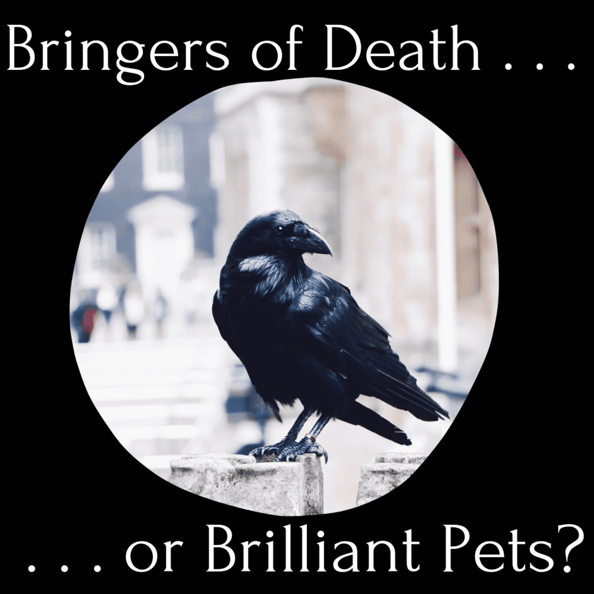 The Black Crow Superstition (What I Learned When Caring for a Crow) -  PetHelpful