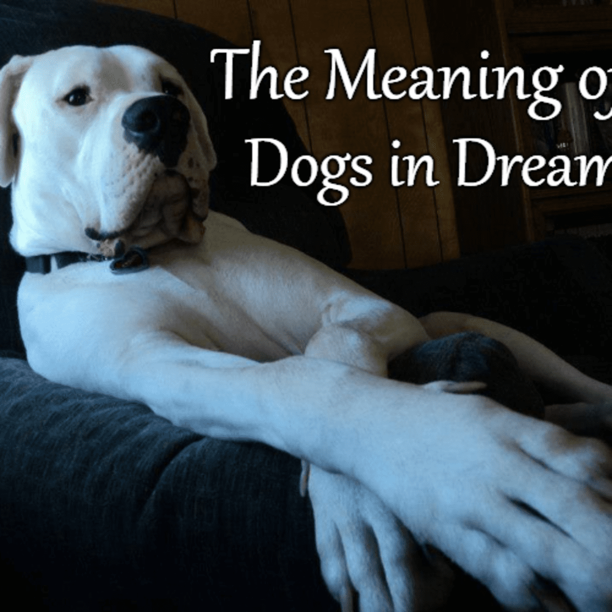 16 THINGS YOUR DOG KNOWS ABOUT YOU – T.O. Dogswear
