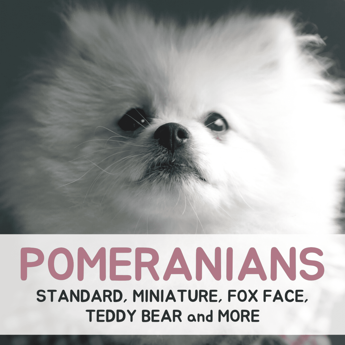 krone Varme strå Types of Pomeranians: Dog Breed Information - PetHelpful