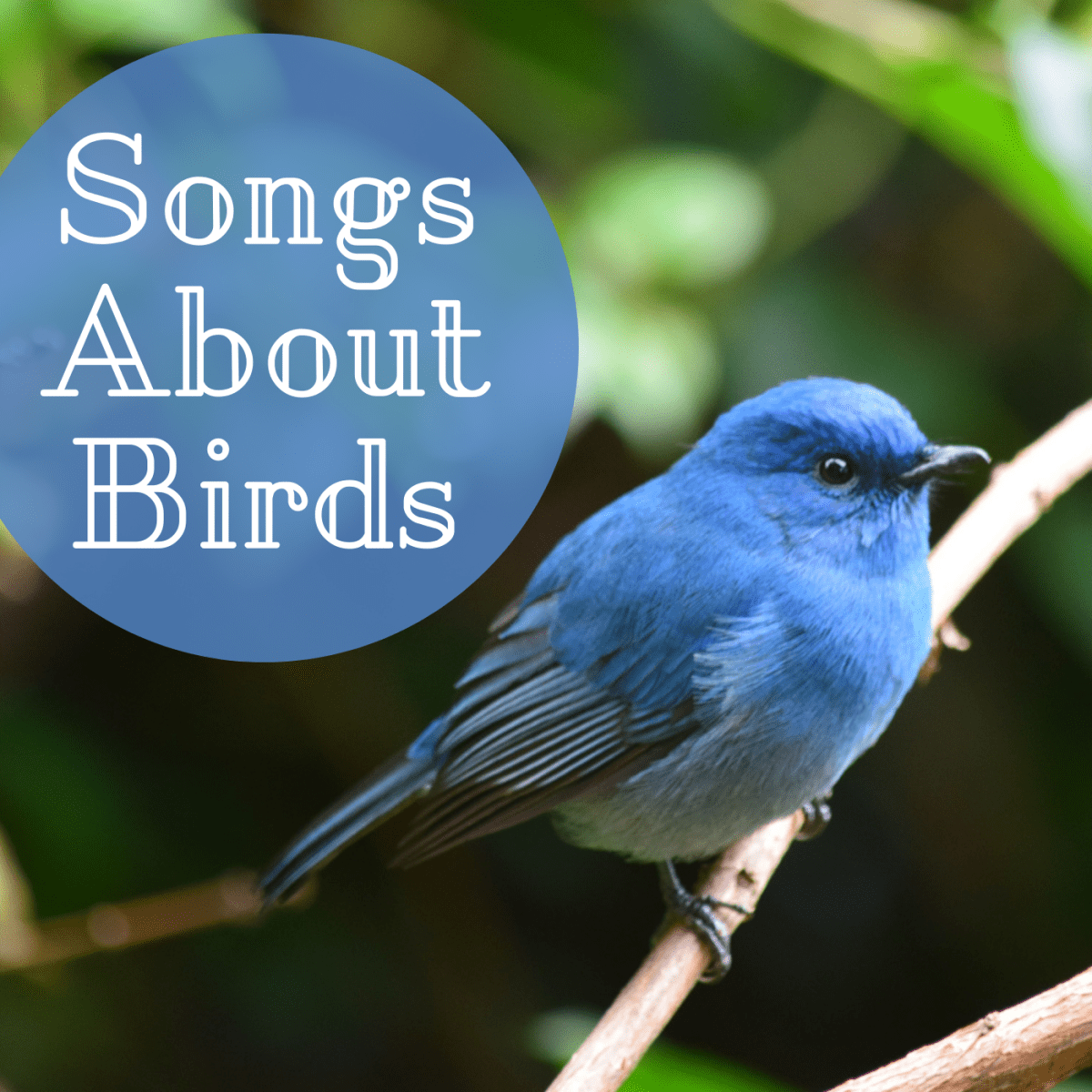 54 Songs About Birds - Spinditty