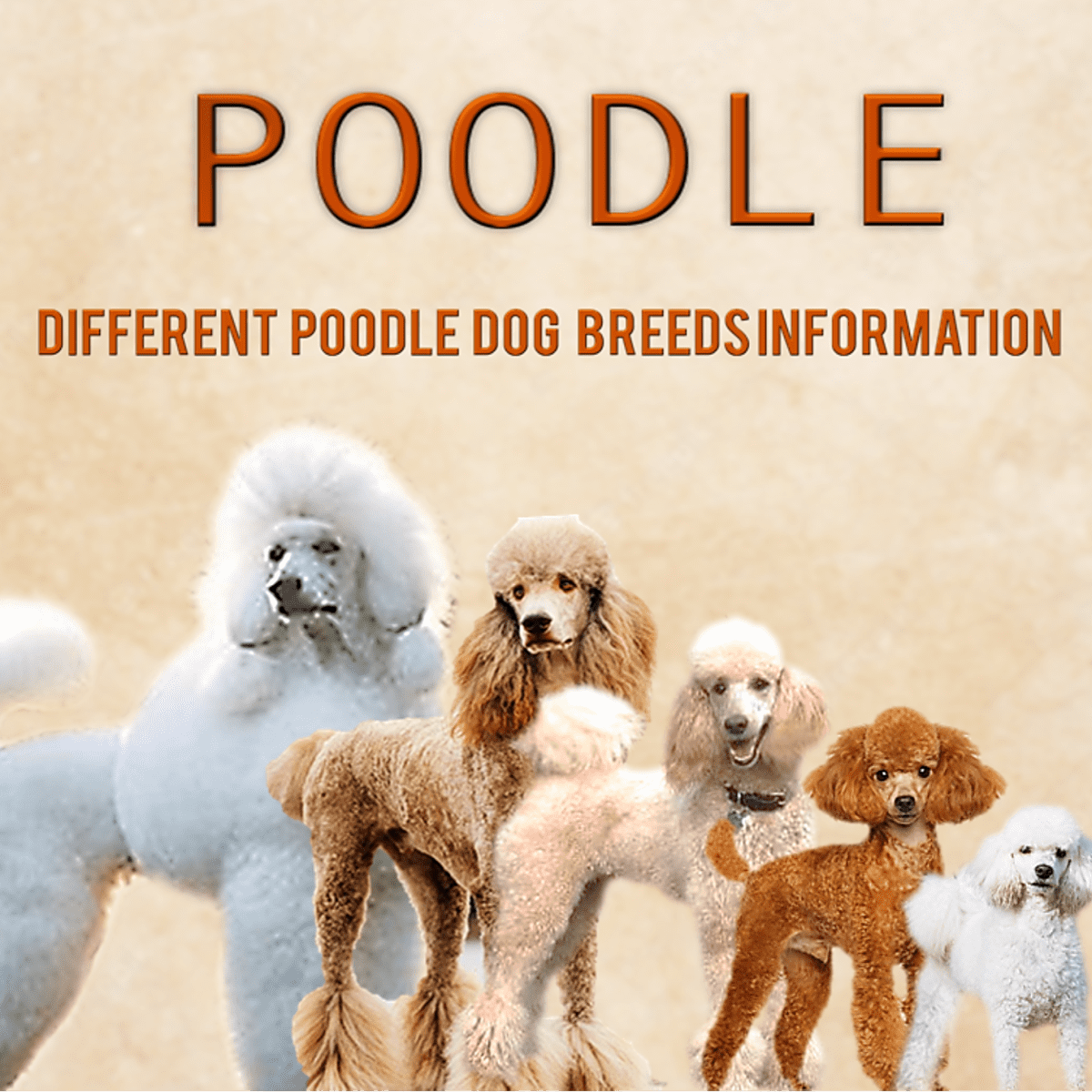 are moyen poodles hypoallergenic