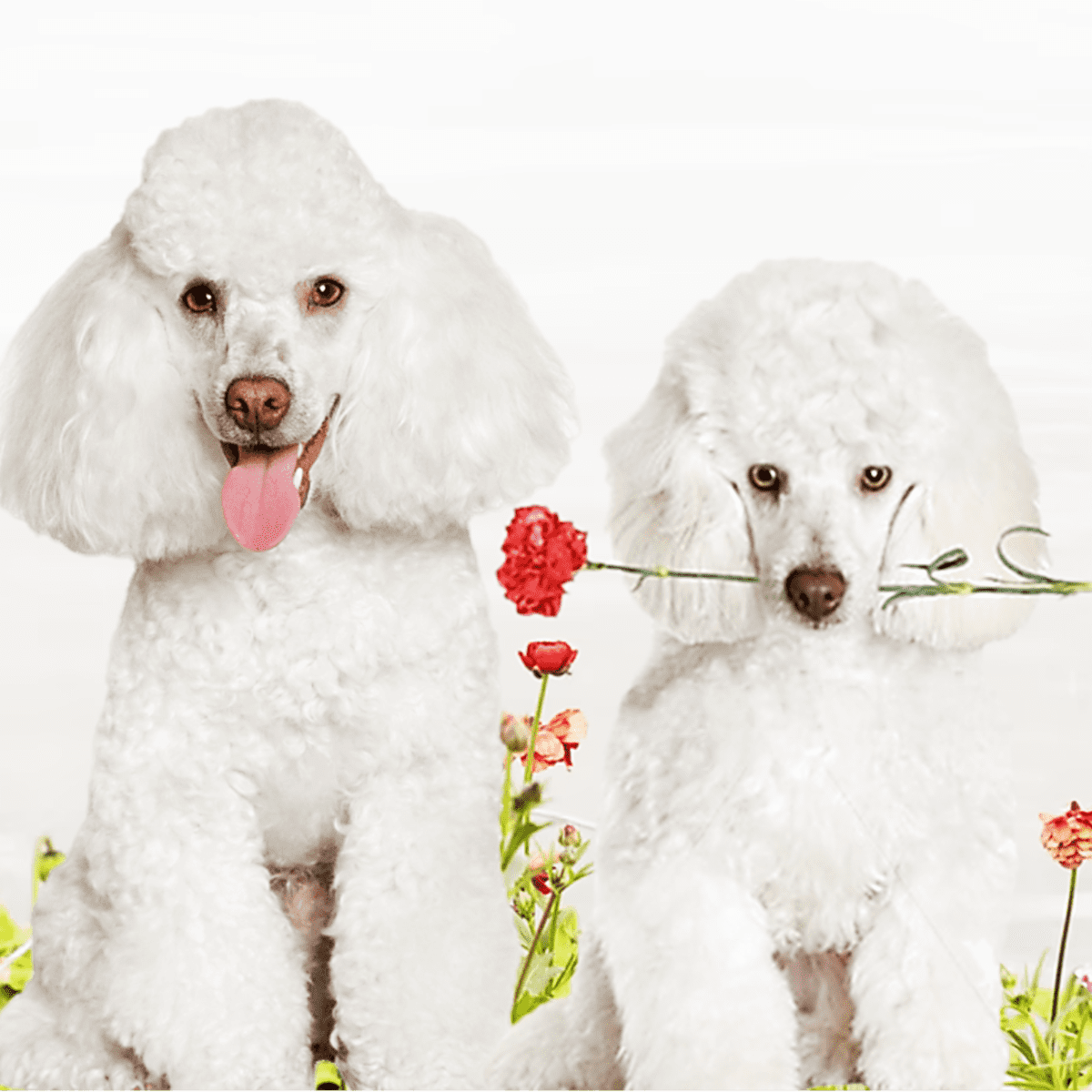 Poodle Dog Breed Information Facts