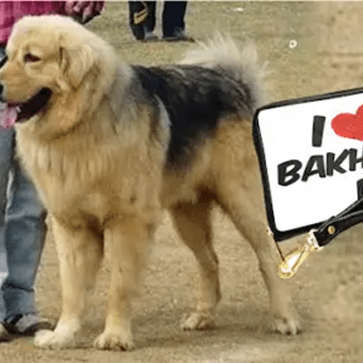 what health problems do bakharwal dog have